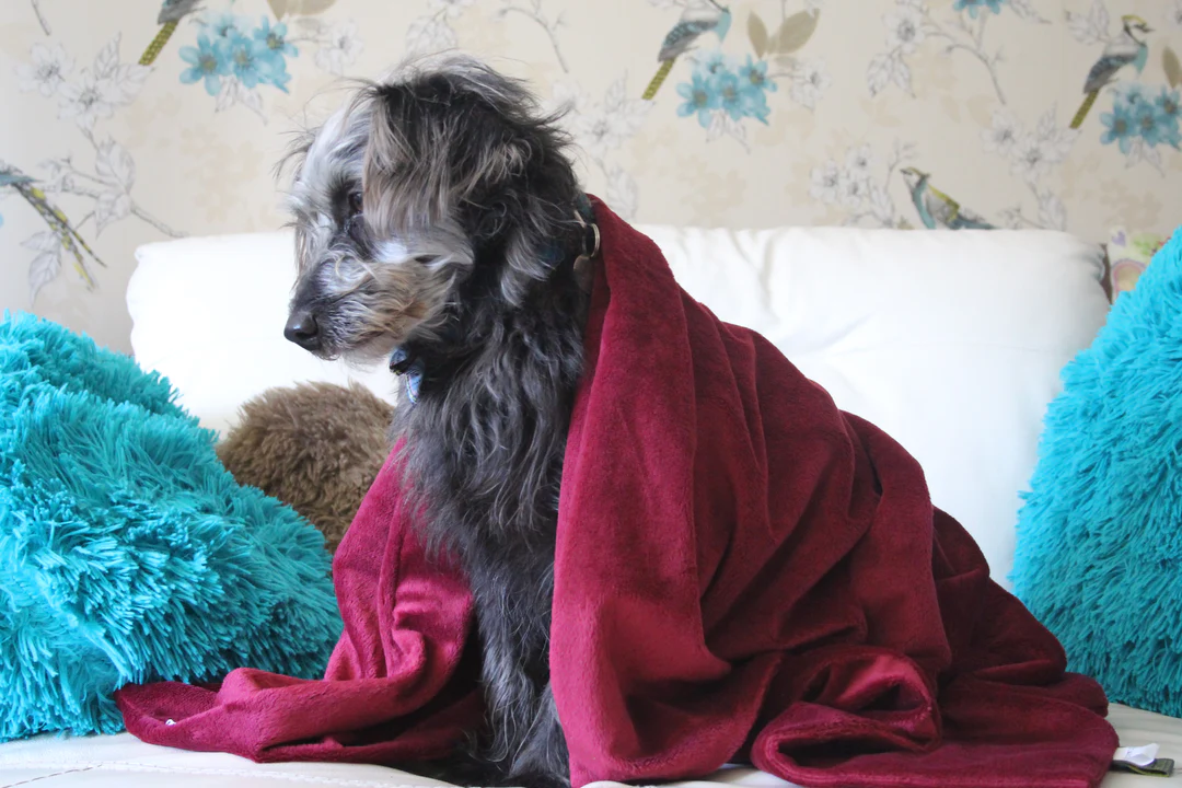 5 Best Weighted Blankets For Dogs – Weighted Dog Blankets!