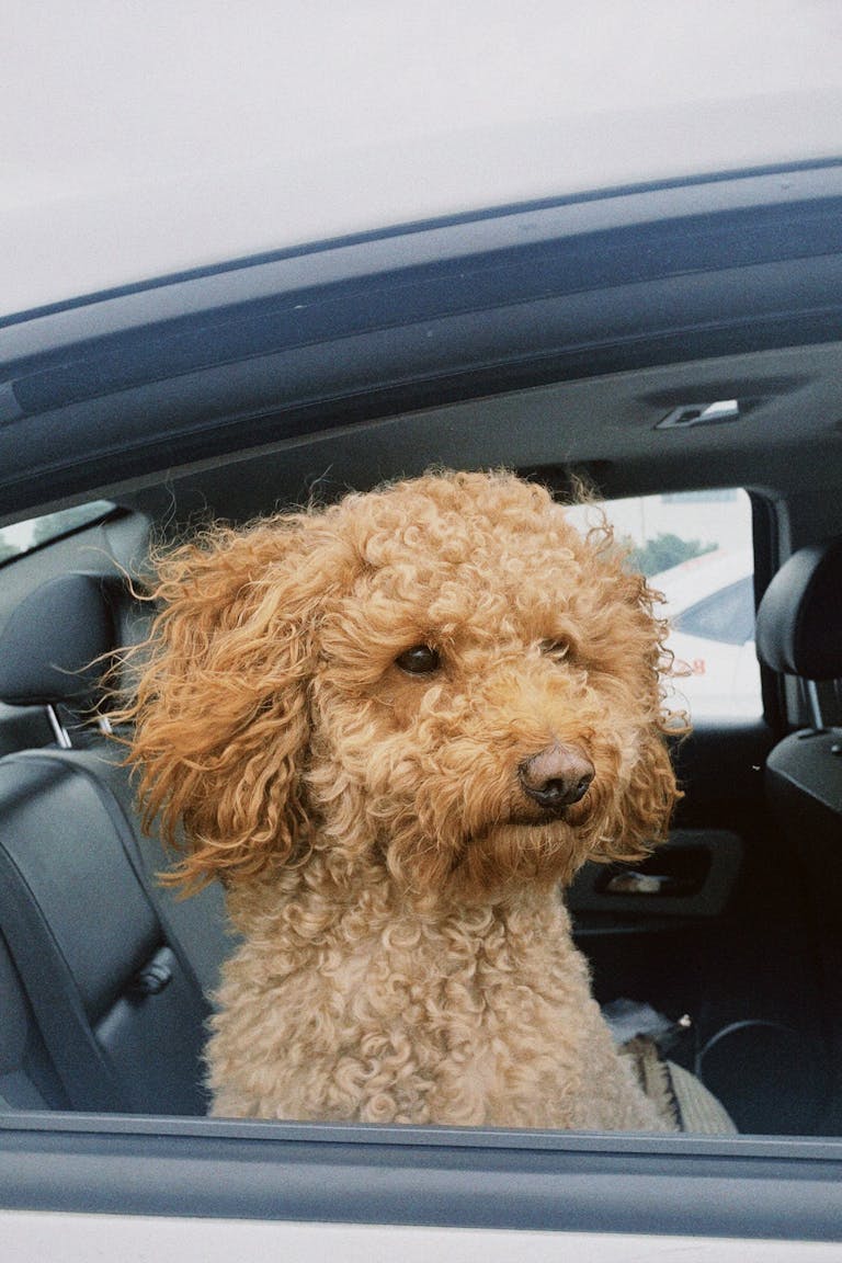 Toy Poodle Dog in Car