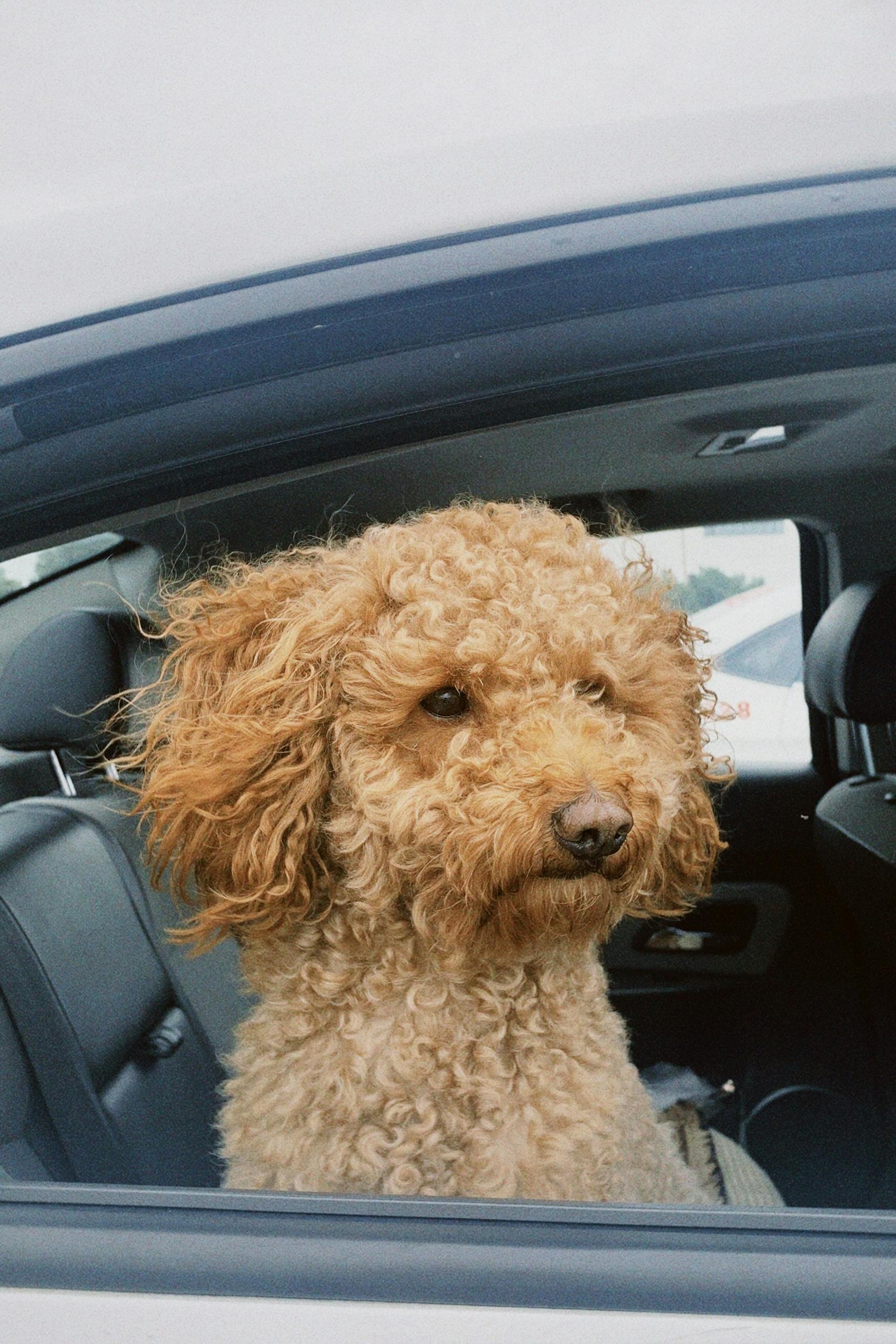 Toy Poodle Dog in Car