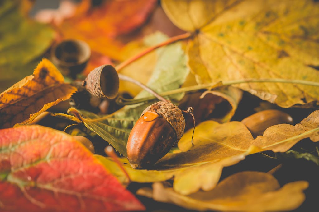 Acorn in Close-up Photography