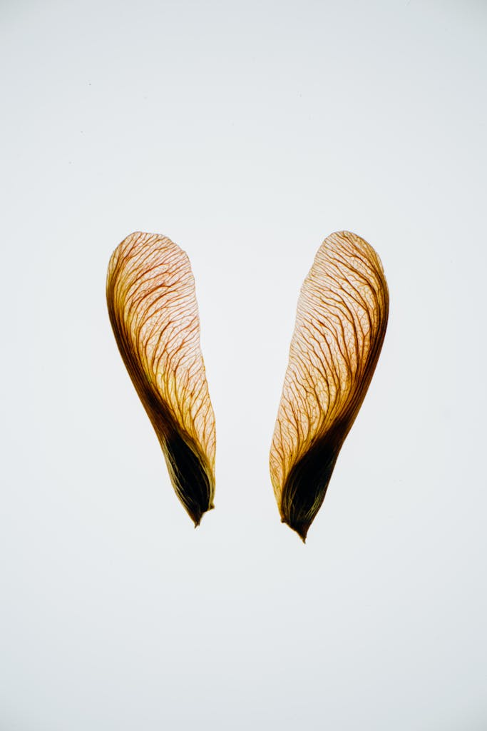 Arranged transparent sycamore wings placed opposite to each other on light white background